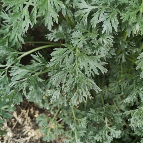 Artemisia absinthium Fuelha
