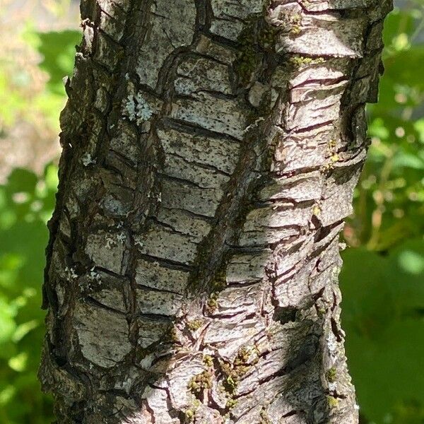 Pyrus communis Bark