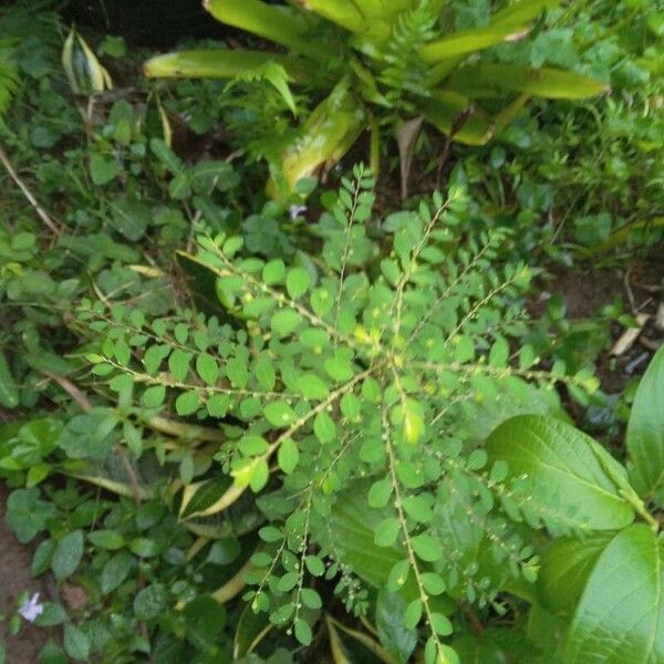 Phyllanthus tenellus Feuille