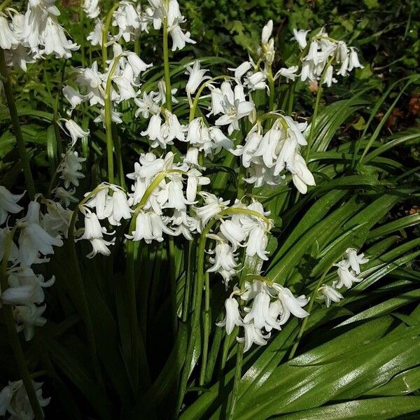 Hyacinthoides hispanica Характер