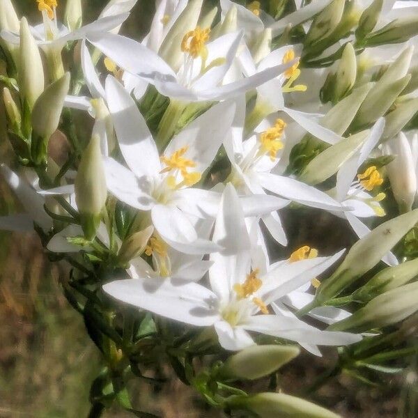 Centaurium erythraea Λουλούδι