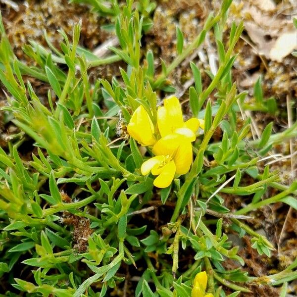 Genista pilosa Flower