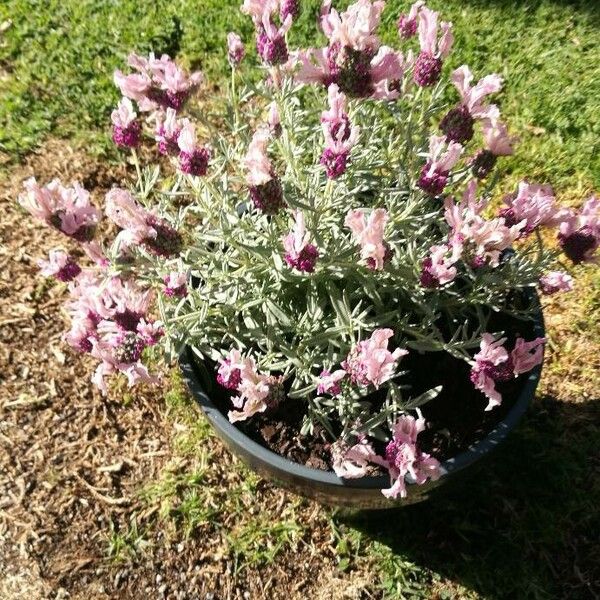 Lavandula stoechas ফুল