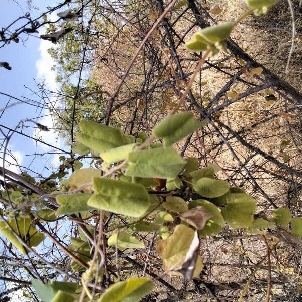 Cissampelos pareira Blad