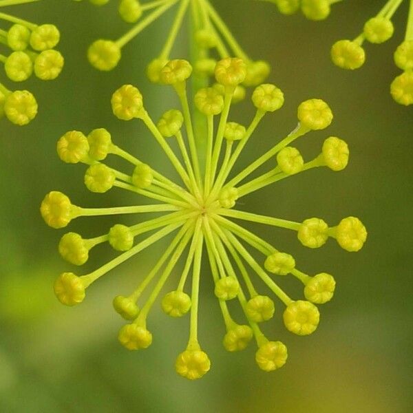 Anethum graveolens 花