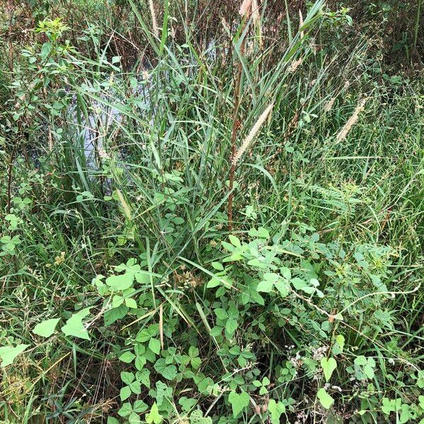 Cenchrus pedicellatus Habit