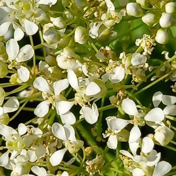 Lepidium draba Flor