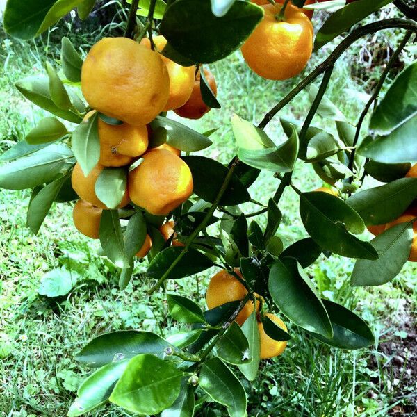 Citrus × aurantium Owoc