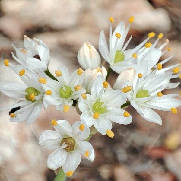 Allium subvillosum Floro