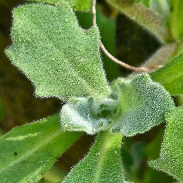 Arabis caucasica Leaf