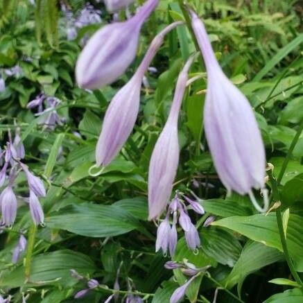 Hosta lancifolia Virág