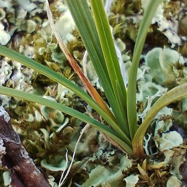 Carex rupestris Fulla