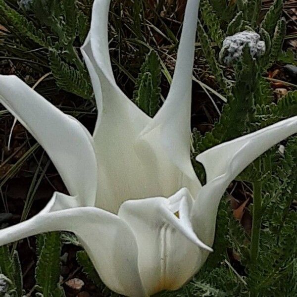 Tulipa gesneriana Květ