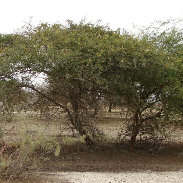 Acacia farnesiana പുഷ്പം