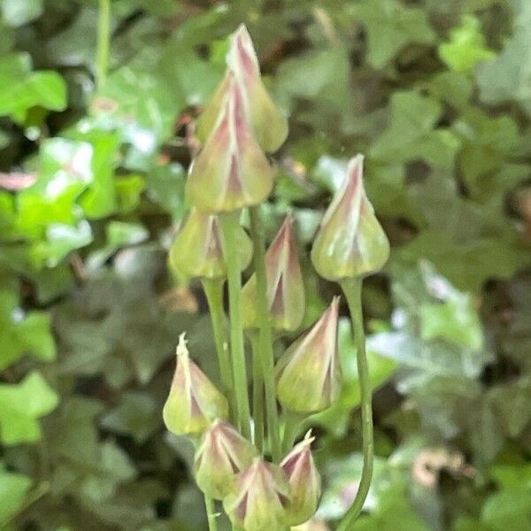 Allium siculum Blomma