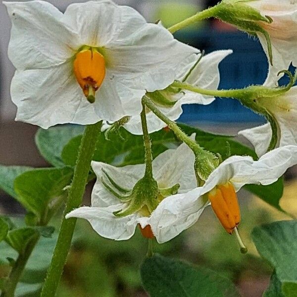 Solanum tuberosum Blüte