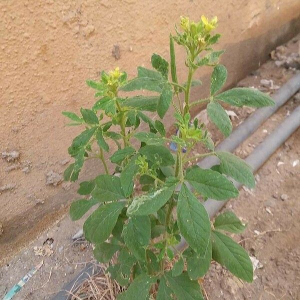 Cleome viscosa পাতা