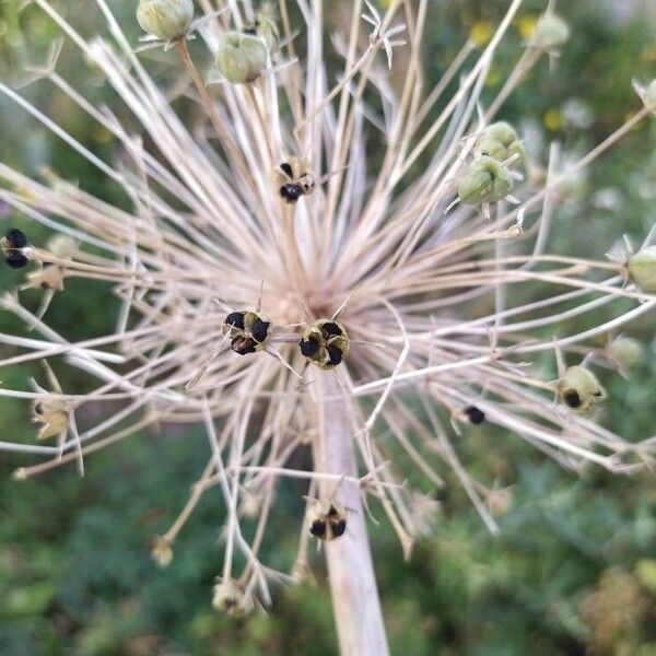 Allium cristophii Frucht