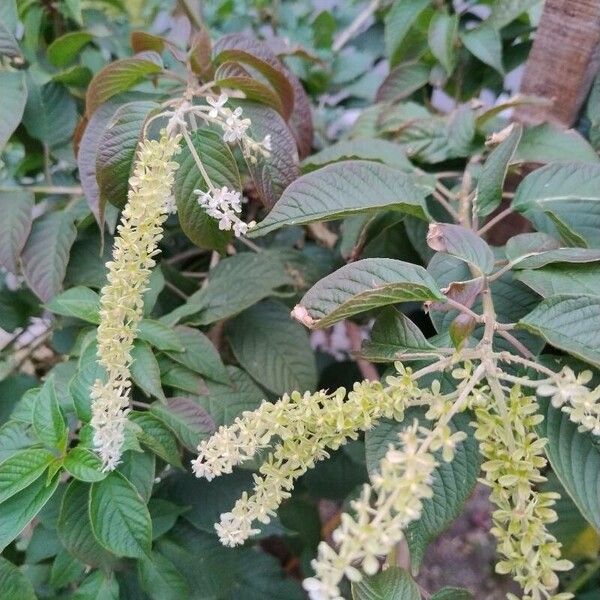 Aloysia virgata Kwiat