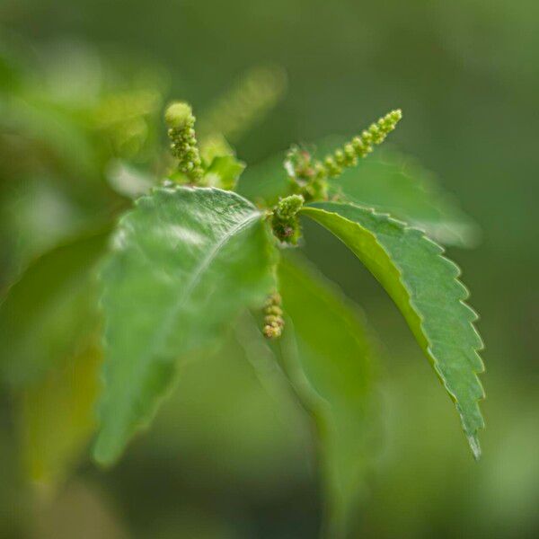 Acalypha siamensis Levél