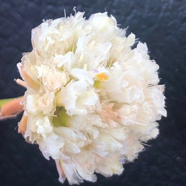 Armeria arenaria Blomst