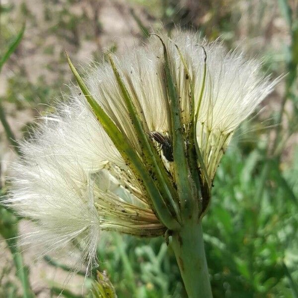 Tragopogon dubius Fruit