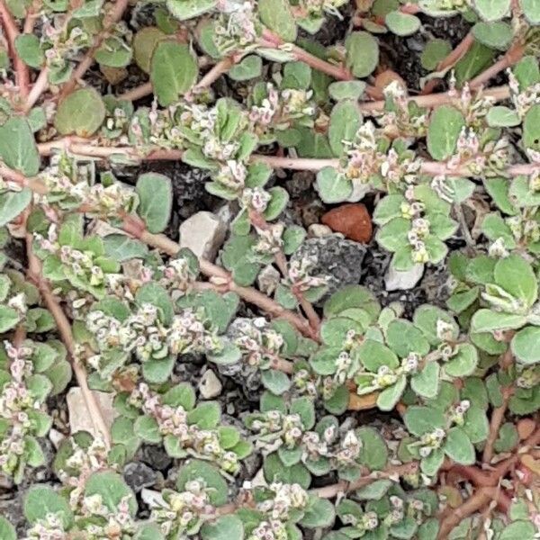 Euphorbia prostrata Habit