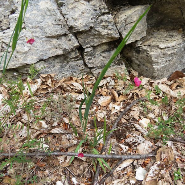 Lathyrus nissolia Агульны выгляд