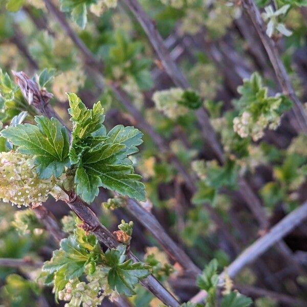 Ribes alpinum Hostoa