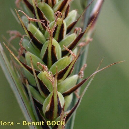 Carex buxbaumii 果