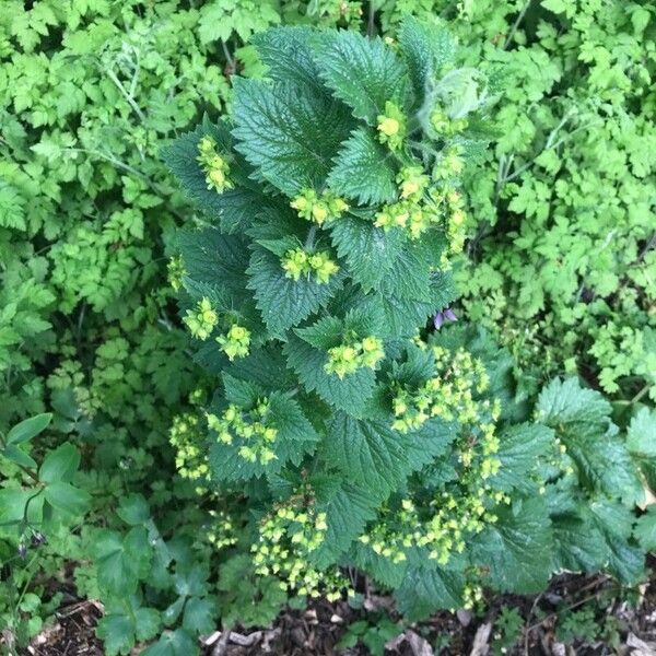 Scrophularia vernalis ᱥᱟᱠᱟᱢ