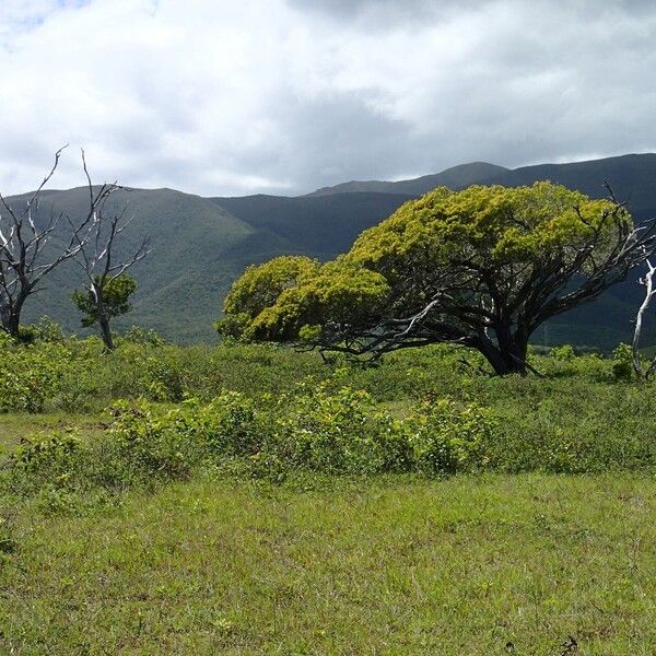 Acacia spirorbis Habitatea