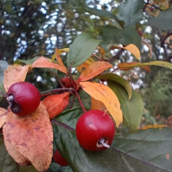 Malus hupehensis Frukto