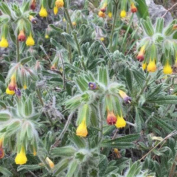 Onosma frutescens Bloem