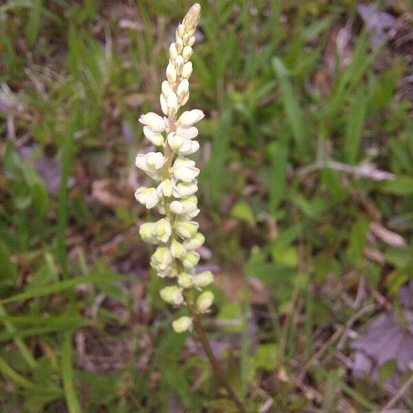 Polygala senega Fiore