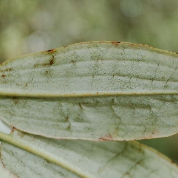 Rhododendron argyrophyllum Blatt