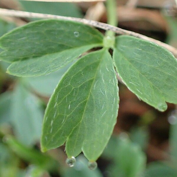 Sibbaldia procumbens Hoja