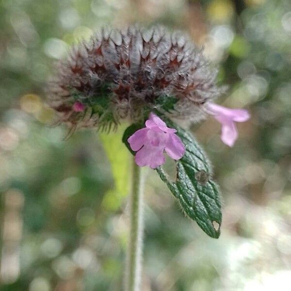 Clinopodium vulgare Flower