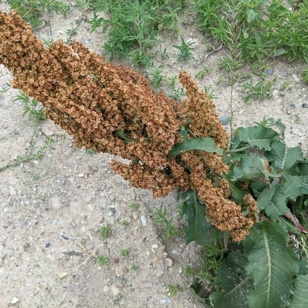 Rumex longifolius Lorea