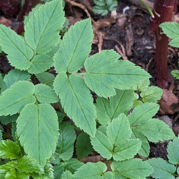 Aegopodium podagraria Blad