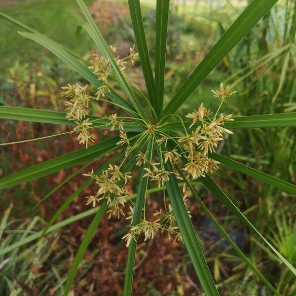 Cyperus alternifolius Цвят