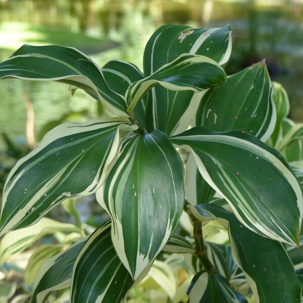 Hellenia speciosa Other