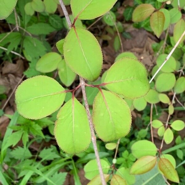 Viburnum prunifolium Feuille