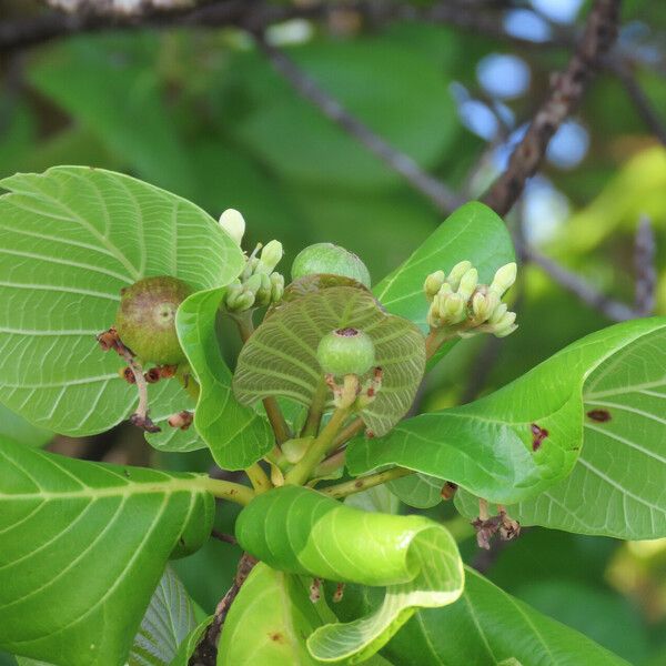 Guettarda speciosa Fruit