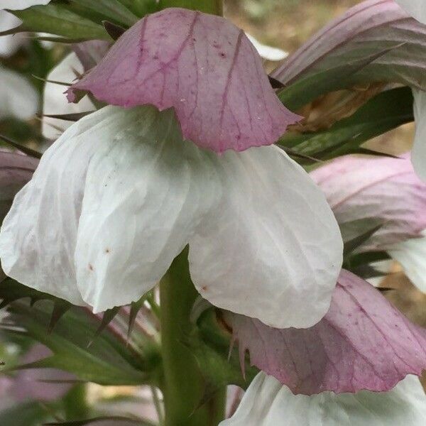 Acanthus mollis Flower