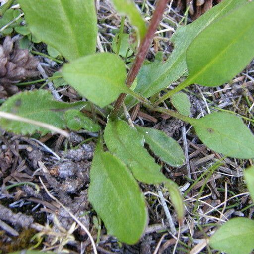 Senecio lugens Ліст