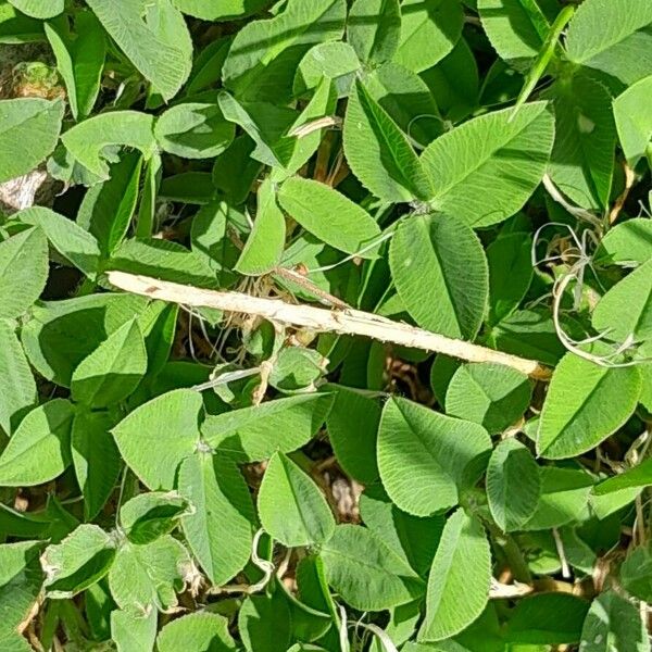 Trifolium fragiferum পাতা