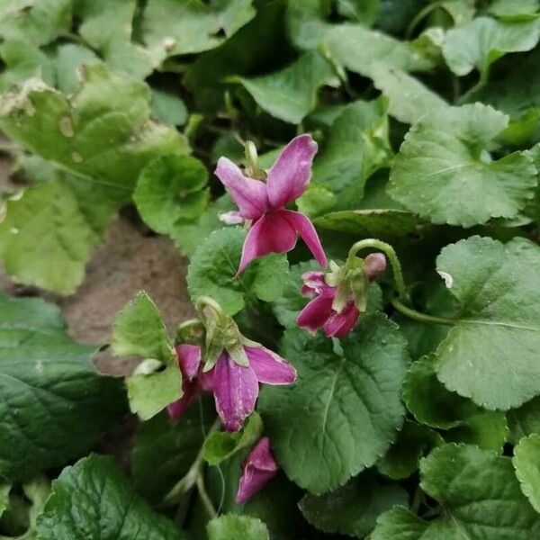 Viola labradorica 花