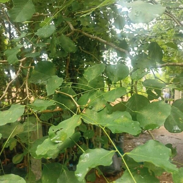 Dalbergia latifolia Blad