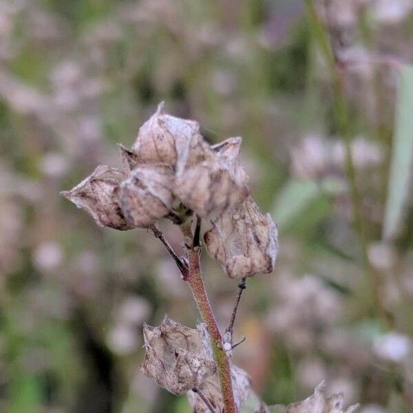 Sida spinosa Fleur